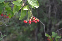 Ehretia laevis